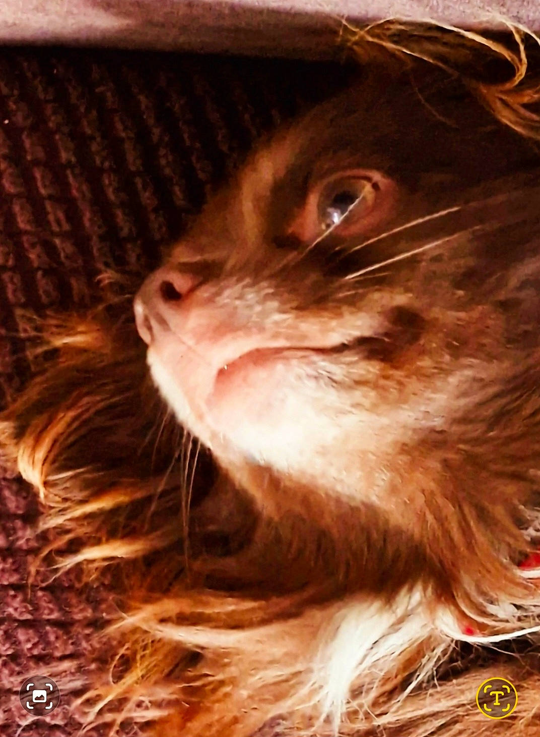 Chico a rejoint le concours — aidez-le/la à gagner de superbes lots ! art, bangs, brown_hair, carnivore, close_up, eyelash, facial_hair, fawn, feather, felidae, fur, hair_coloring, liver, long_hair, mammal, small_to_medium_sized_cats, snout, street_light, whiskers, wood