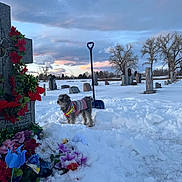 Minnie is registered to the contest to win money with this photo: dog, snow, graveyard, gravestone, flowers, shovel, winter, sunset, trees, clouds, sky, animal, outdoor, cold, landscape, cemetery, pet, fence, nature, quiet