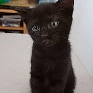 Pepsi participe au concours pour gagner de l'argent avec cette photo : abyssinian, animal, blackcat, cat, kitten, manx, pet