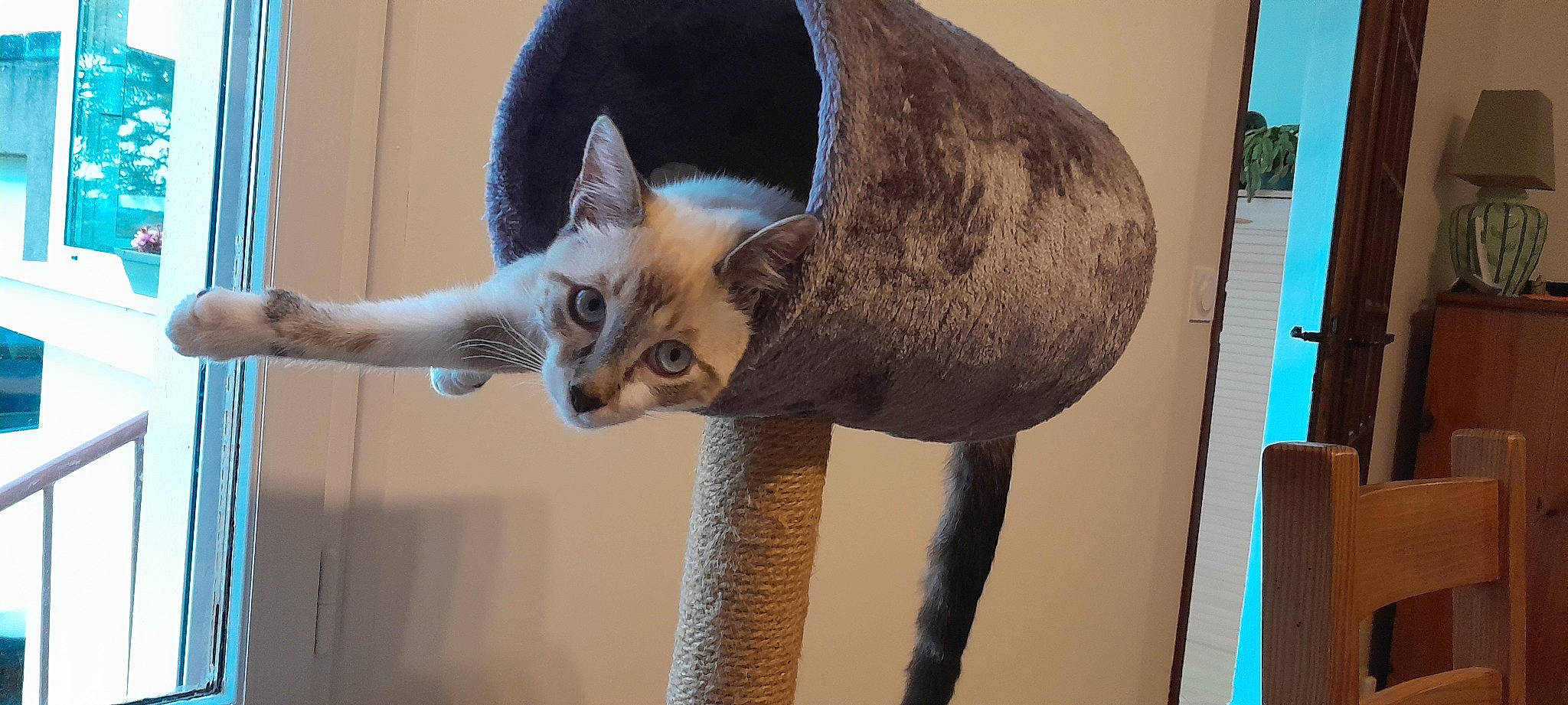 Caramel a rejoint le concours — aidez-le/la à gagner de superbes lots ! carnivore, cat, cat_supply, domestic_short_haired_cat, fawn, felidae, fur, small_to_medium_sized_cats, snout, tail, terrestrial_animal, whiskers, wildlife, wood