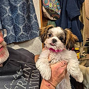 Tinkerbell is registered to the contest to win money with this photo: puppy, dog, person, glasses, hand, indoor, curtains, clothing, pink_collar, facial_hair, smile, sitting, cute, fluffy, brown_ears, white_fur, holding, wall, bottle, shelf