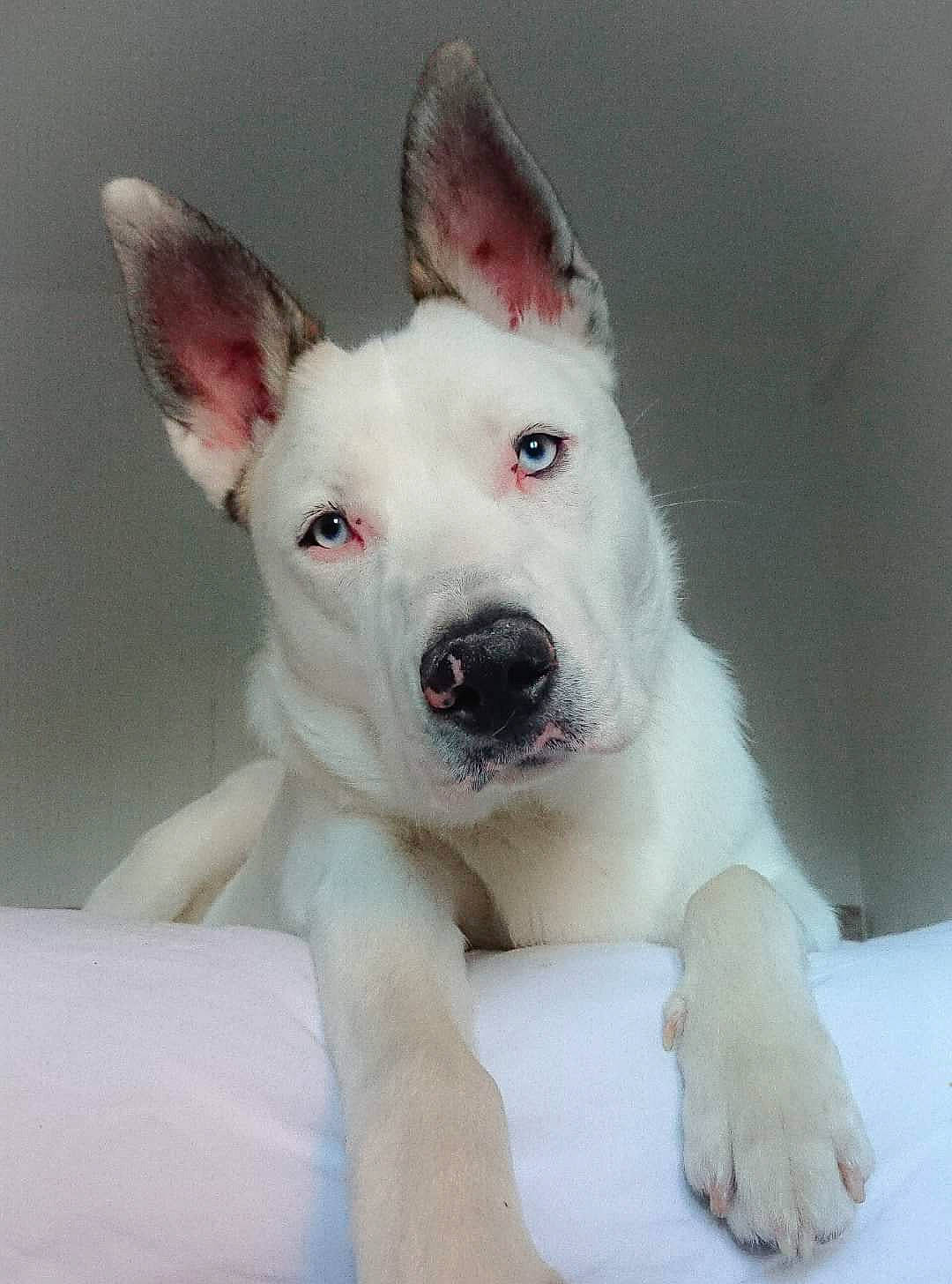 Pastis participe au concours pour gagner de l'argent avec cette photo : berger_blanc_suisse, bull_and_terrier, bull_terrier_miniature, canaan_dog, canidae, carnivore, dog, dog_breed, ear, gull_terr, mammal, non_sporting_group, old_english_terrier, rare_breed_dog, snout, vertebrate, white_shepherd