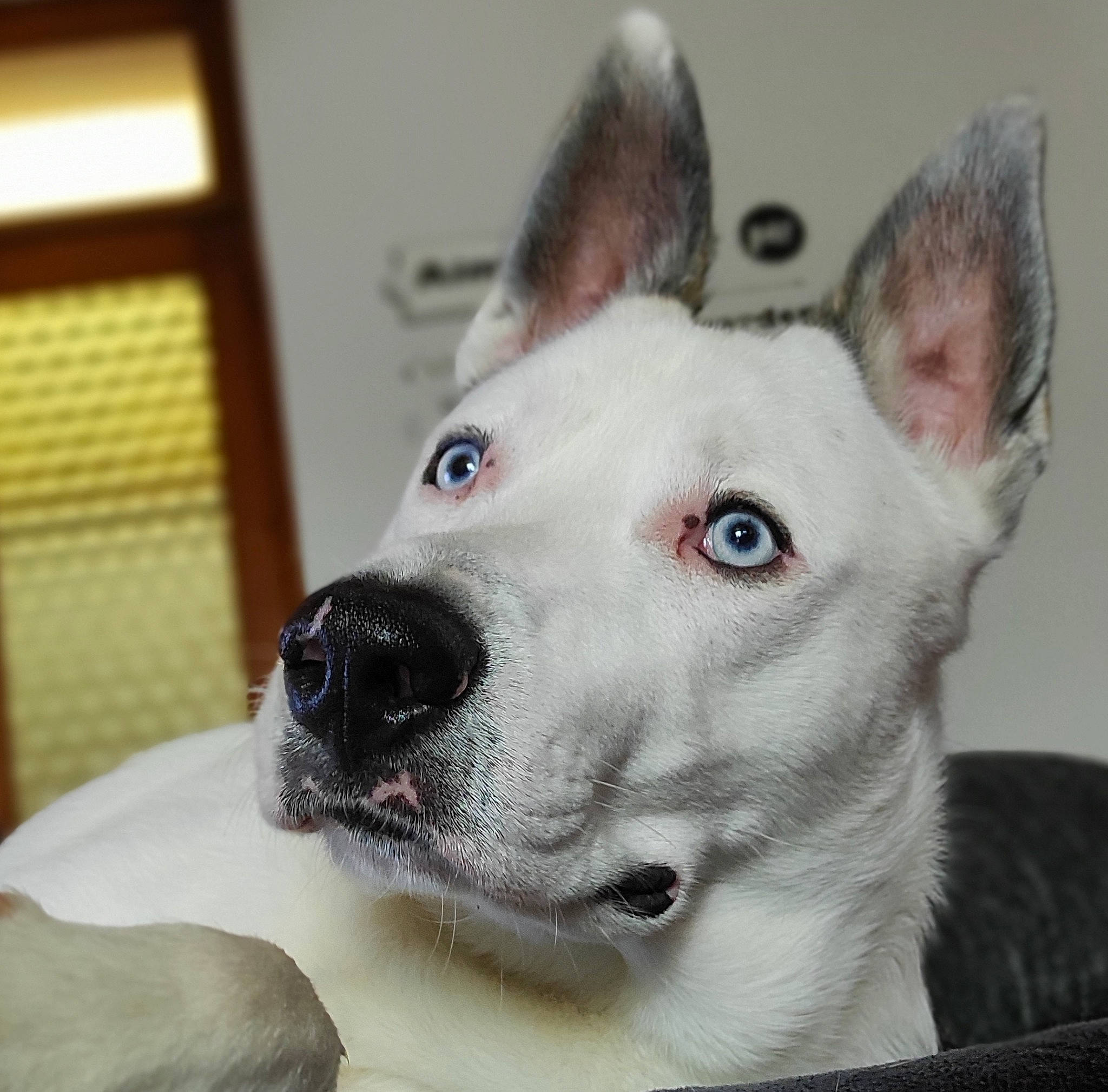 Pastis a rejoint le concours — aidez-le/la à gagner de superbes lots ! canidae, carnivore, dog, dog_breed, ear, head, mammal, non_sporting_group, nose, rare_breed_dog, snout, vertebrate, whiskers