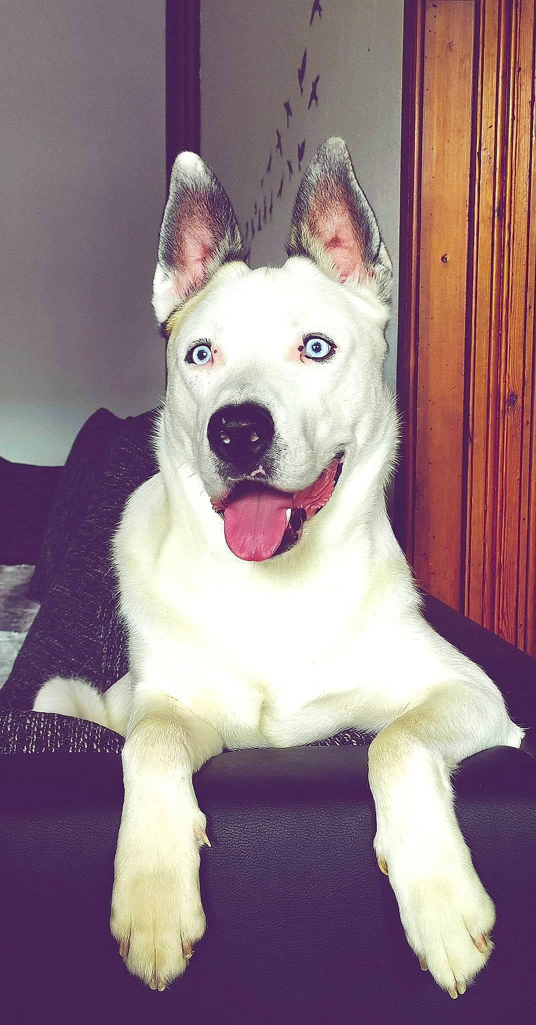 Pastis a rejoint le concours — aidez-le/la à gagner de superbes lots ! american_pit_bull_terrier, american_staffordshire_terrier, ancient_dog_breeds, bull_and_terrier, canidae, carnivore, companion_dog, dog, dog_breed, dogo_argentino, fawn, mammal, non_sporting_group, nose, old_english_terrier, pit_bull, rare_breed_dog, snout, tail, vertebrate