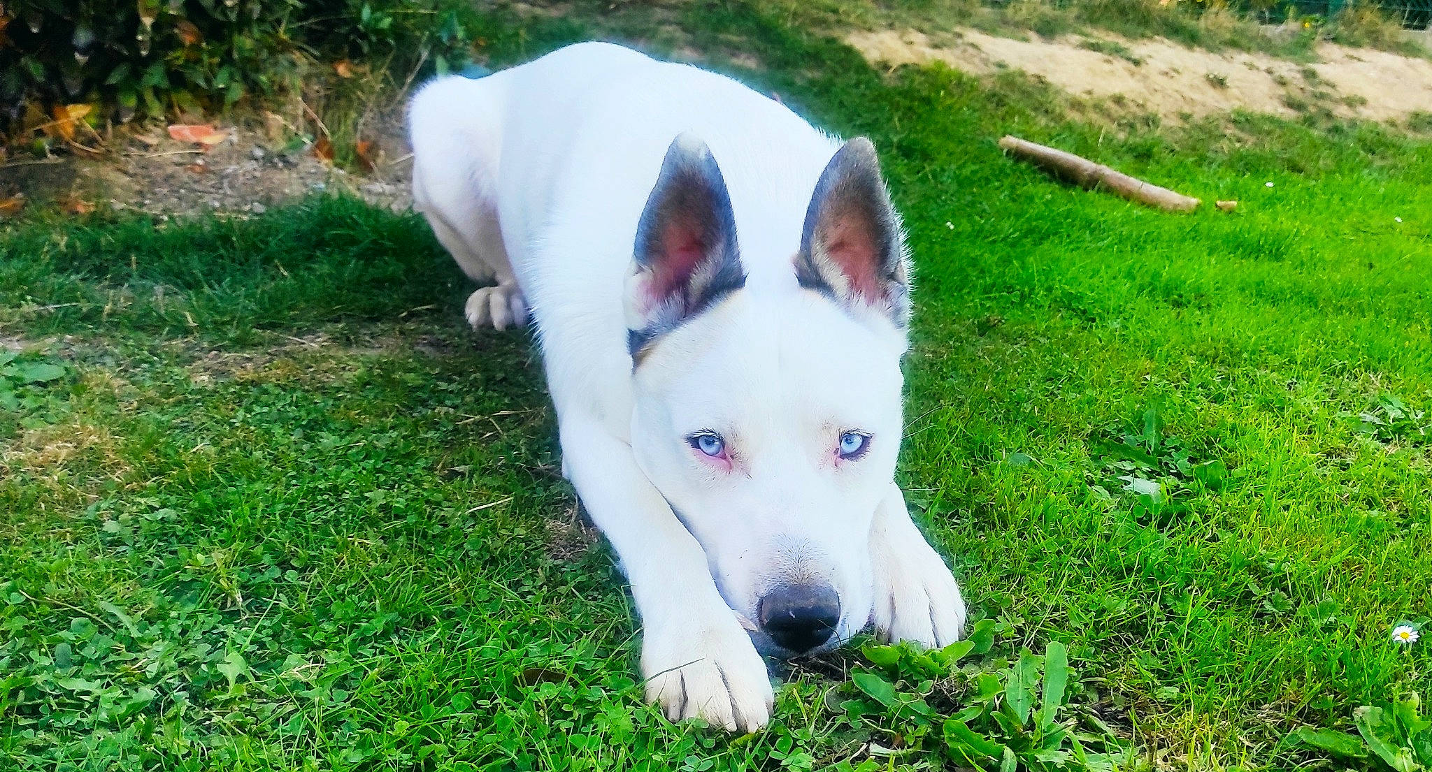 Pastis a rejoint le concours — aidez-le/la à gagner de superbes lots ! berger_blanc_suisse, canidae, carnivore, cretan_hound, dog, dog_breed, mammal, non_sporting_group, rare_breed_dog, vertebrate, white_shepherd