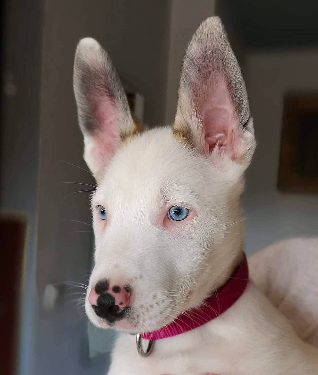 Pastis participe au concours pour gagner de l'argent avec cette photo : bull_and_terrier, bull_terrier_miniature, canidae, carnivore, dog, dog_breed, ear, fawn, mammal, non_sporting_group, old_english_terrier, rare_breed_dog, snout, vertebrate, whiskers