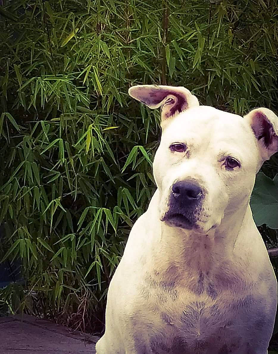 Baina a rejoint le concours — aidez-le/la à gagner de superbes lots ! american_pit_bull_terrier, american_staffordshire_terrier, bull_and_terrier, bully_kutta, canidae, carnivore, companion_dog, cordoba_fighting_dog, dog, dog_breed, dogo_argentino, dogo_guatemalteco, guard_dog, mammal, non_sporting_group, old_english_terrier, pit_bull, rare_breed_dog, snout, vertebrate