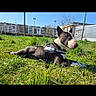 dog, grass, outdoor, sunny, harness, park, city, building, blue_sky, pet, animal, daytime, nature, relaxing, canine, greenery, leisure, muzzle, ears, resting