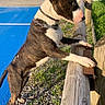 Tiger participe au concours pour gagner de l'argent avec cette photo : dog, brindle, white, outdoor, fence, grass, blue_surface, sunlight, collar, chain, pebble_ground, daytime, curious, pet, animal, ears_up, standing, wood, nature, canine