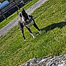 dog, grass, rock, outdoor, sunlight, shadow, fence, path, pet, nature, playful, animal, canine, daylight, greenery, walkway, park, leash, alert, field