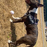 Tiger participe au concours pour gagner de l'argent avec cette photo : animal, ball, brindle, canine, daytime, dog, dry_grass, fence, grass, harness, julius_k9, outdoor, panting, pet, play, rock, side_view, standing, sunny, tongue_out