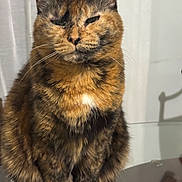 Anya is registered to the contest to win money with this photo: cat, tortoiseshell, pet, feline, whiskers, fur, close_up, portrait, indoor, sitting, ears, face, glass_table, reflection, curtain, sleepy, expression, domestic_animal, table, mammal