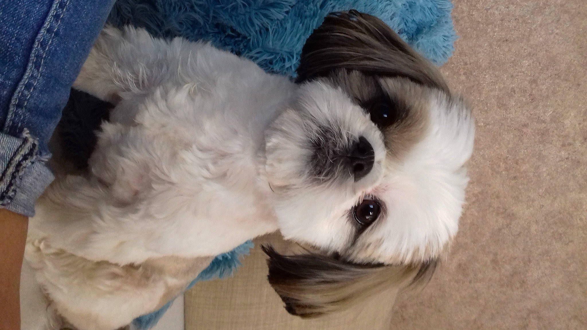 Lilou participe au concours pour gagner de l'argent avec cette photo : canidae, carnivore, companion_dog, dog, dog_breed, dog_supply, ear, fawn, fur, liver, mal_shi, maltepoo, shih_poo, shih_tzu, small_terrier, snout, sporting_group, tail, toy_dog, working_animal