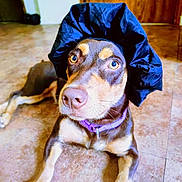 Coco is registered to the contest to win money with this photo: dog, pet, animal, indoor, floor, hat, black_hat, brown_dog, purple_collar, curious, looking_up, close_up, lying_down, ears, snout, eyes, nose, tile_floor, door, home