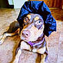 dog, pet, animal, indoor, floor, hat, black_hat, brown_dog, purple_collar, curious, looking_up, close_up, lying_down, ears, snout, eyes, nose, tile_floor, door, home