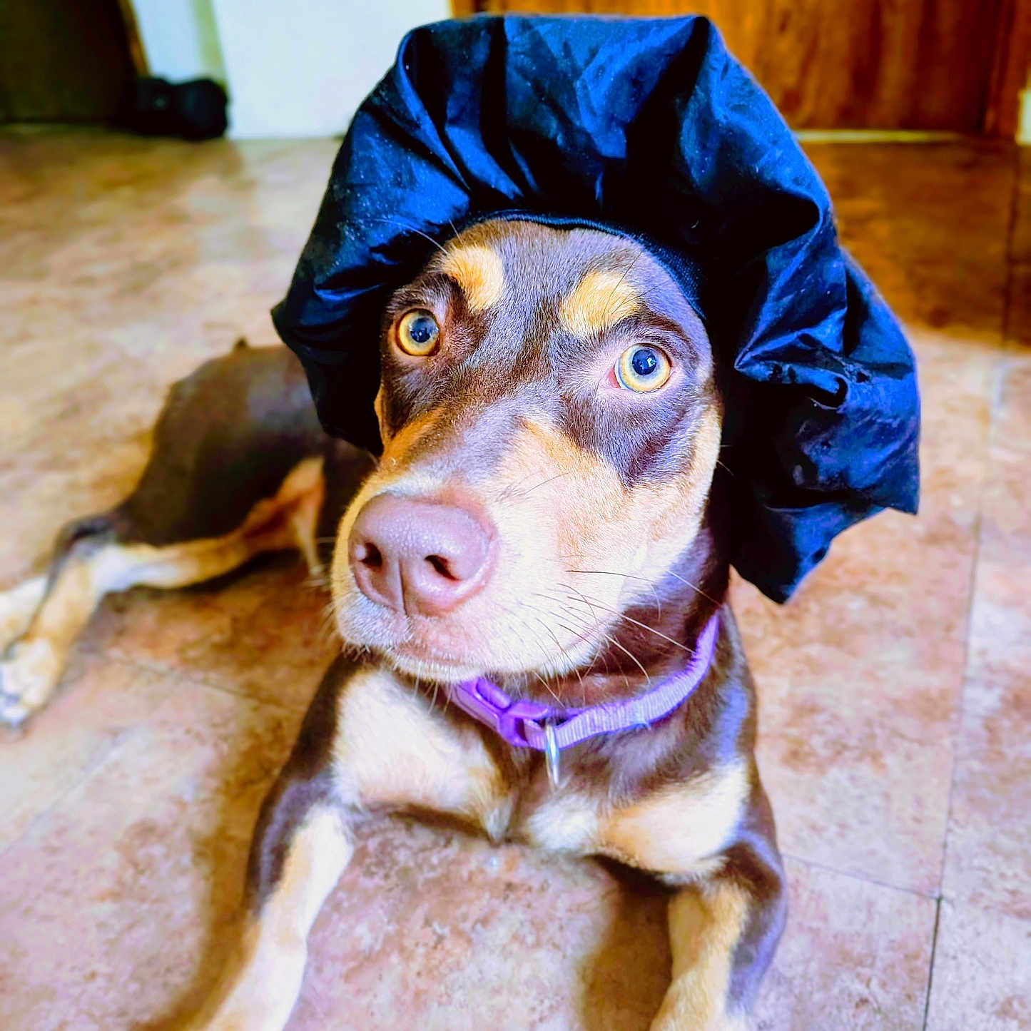 Coco is registered to the contest to win money with this photo: animal, black_hat, brown_dog, close_up, curious, dog, door, ears, eyes, floor, hat, home, indoor, looking_up, lying_down, nose, pet, purple_collar, snout, tile_floor