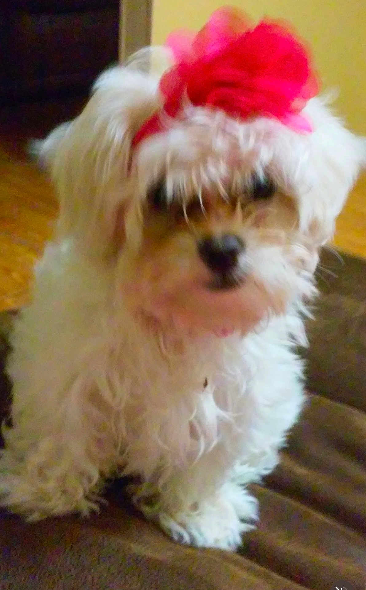 Bella