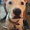 Nova joined the competition — help win amazing prizes! american_pit_bull_terrier, american_staffordshire_terrier, bull_and_terrier, bully_kutta, canidae, carnivore, cordoba_fighting_dog, dog, dog_breed, dogo_argentino, ear, fawn, mammal, non_sporting_group, nose, old_english_terrier, pit_bull, rare_breed_dog, snout, vertebrate