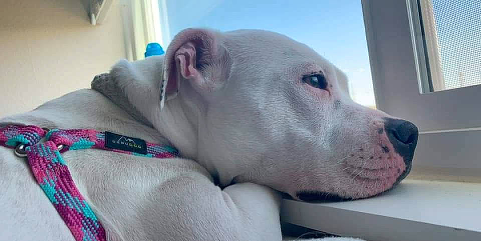 Nova is registered to the contest to win money with this photo: american_bulldog, american_pit_bull_terrier, bulldog, bully_kutta, canidae, carnivore, cordoba_fighting_dog, dog, dog_breed, dogo_argentino, dogo_guatemalteco, fawn, mammal, non_sporting_group, nose, pit_bull, snout, sporting_group, vertebrate