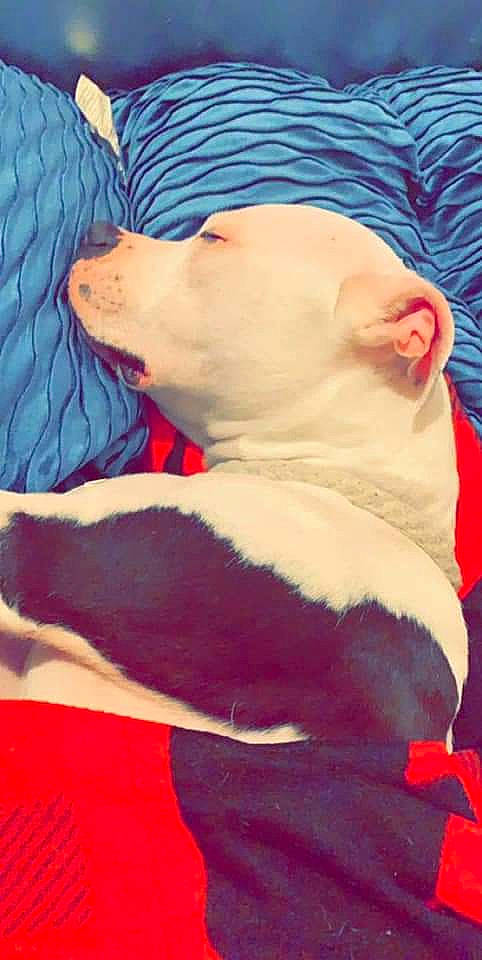 Nova is registered to the contest to win money with this photo: american_bulldog, american_pit_bull_terrier, bulldog, canidae, carnivore, dog, dog_breed, dogo_argentino, non_sporting_group, nose, pit_bull, snout