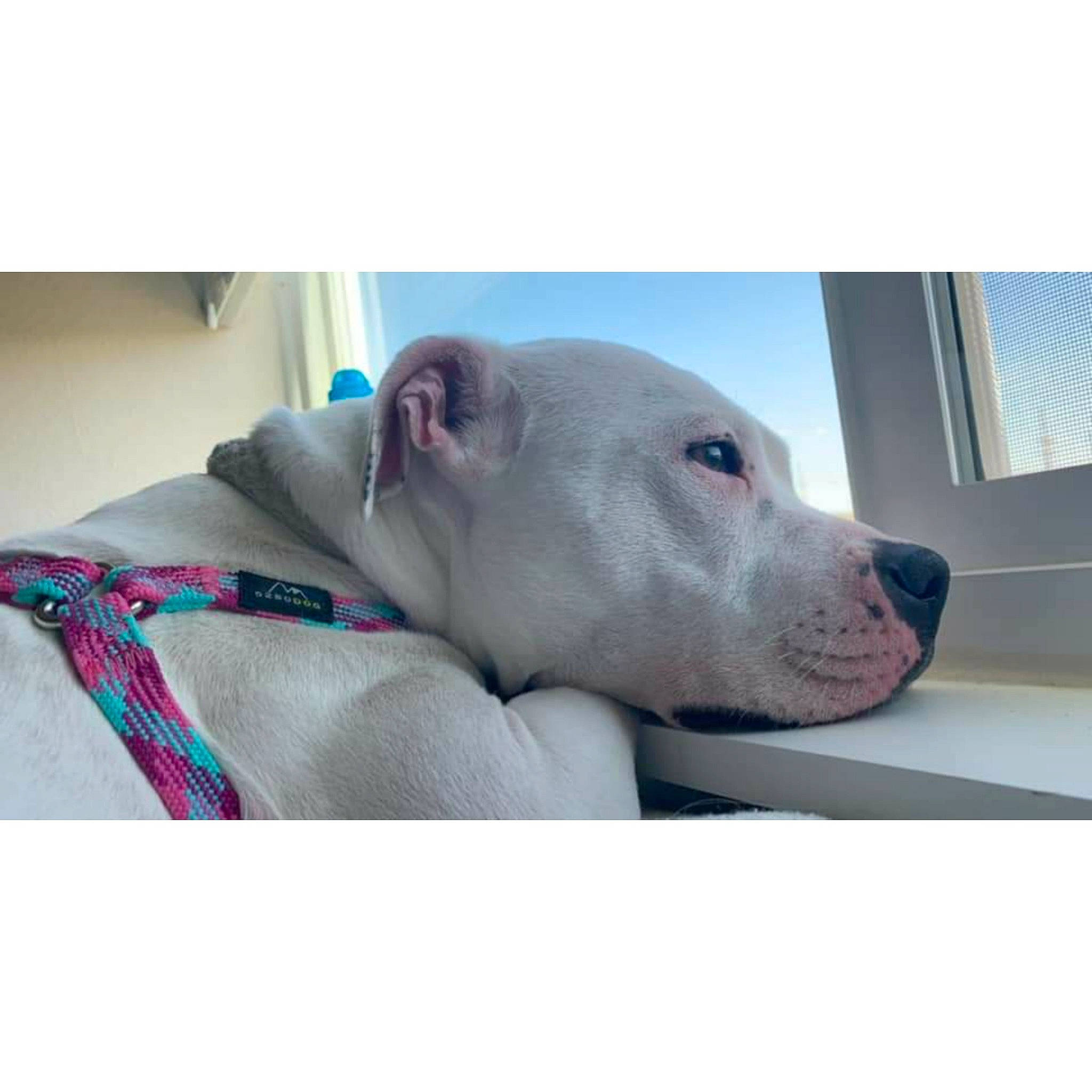 Nova is registered to the contest to win money with this photo: american_bulldog, american_pit_bull_terrier, american_staffordshire_terrier, bulldog, canidae, carnivore, dog, dog_breed, dogo_argentino, ear, fawn, mammal, molosser, non_sporting_group, pit_bull, puppy, snout, sporting_group, staffordshire_bull_terrier, vertebrate