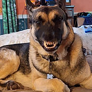 Sterling is registered to the contest to win money with this photo: dog, german_shepherd, pet, indoor, bed, lying_down, snarling, teeth, fur, collar, household, furniture, television, curtains, blanket, pillow, room, canine, domestic_animal, animal