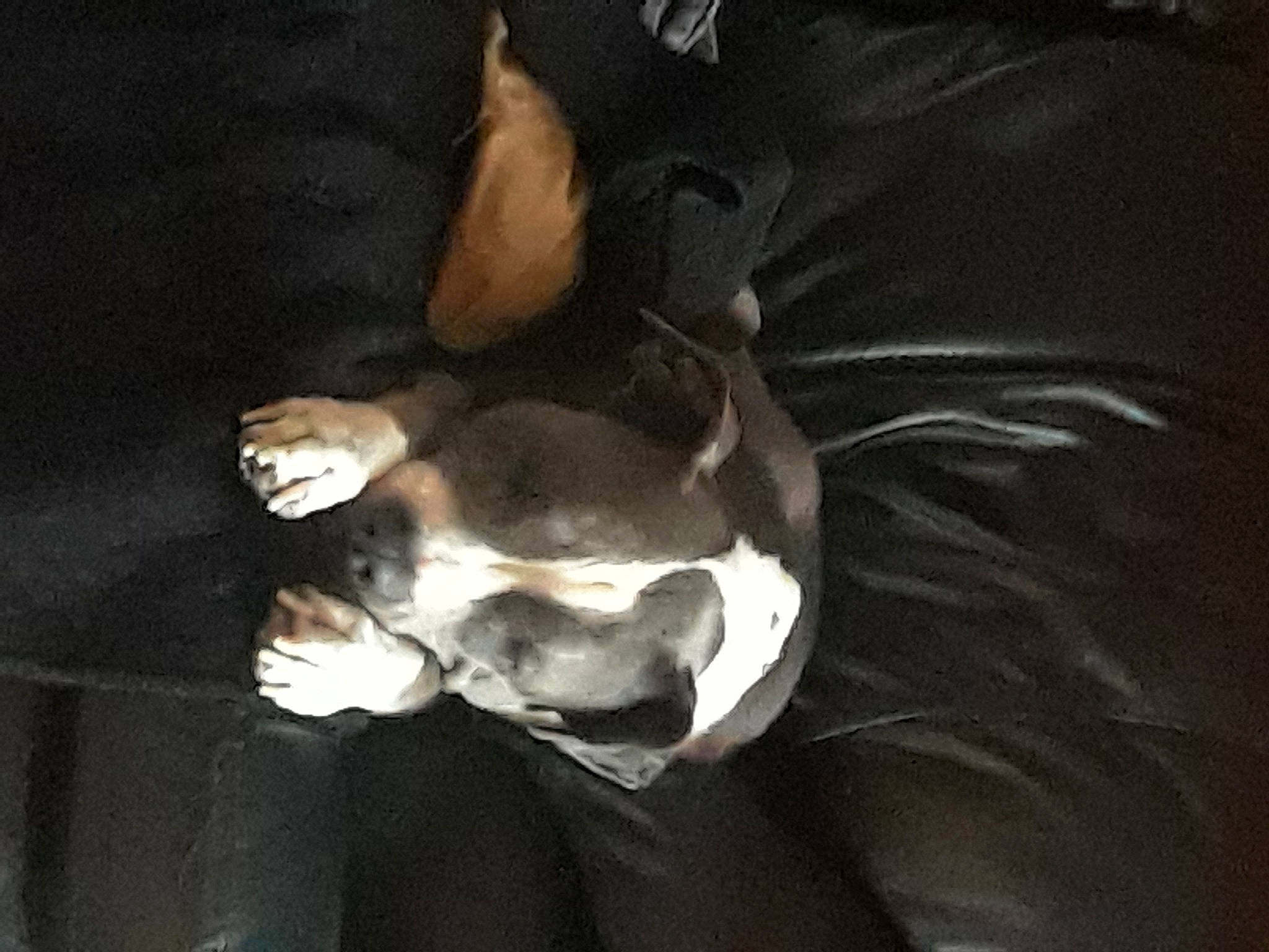 Kiley joined the competition — help win amazing prizes! boston_terrier, canidae