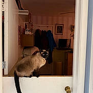 Elsa is registered to the contest to win money with this photo: cat, siamese_cat, indoor, door, half_open_door, furniture, coat, television, picture_frame, wall, knob, curious, pet, animal, domestic, blue_eyes, tail, sitting, room, home