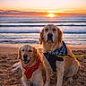 dog, golden_retriever, beach, sunset, sand, ocean, water, sky, waves, bandana, harness, pet, animal, outdoor, nature, sun, leash, canine, relaxed, portrait