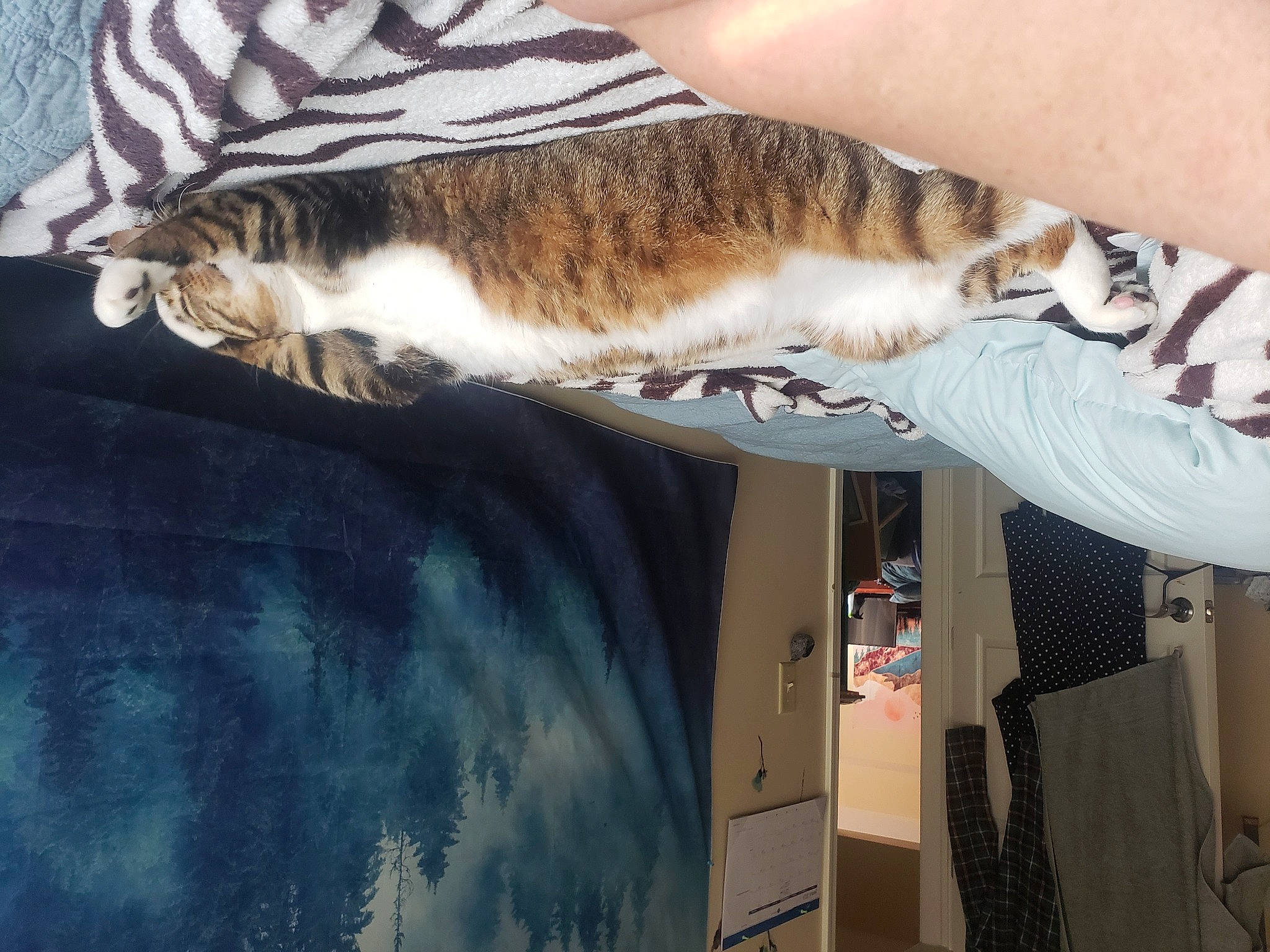 Dewey joined the competition — help win amazing prizes! carnivore, cat, comfort, domestic_short_haired_cat, felidae, foot, fur, human_leg, mammal, room, small_to_medium_sized_cats, tail, tree, vertebrate, whiskers, wood