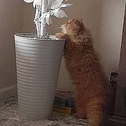 Milo joined the competition — help win amazing prizes! cat, orange_cat, fluffy, indoor, potted_plant, white_pot, curious, standing, carpet, corner, furniture, home, leaves, decor, pet, animal, curiosity, soft_light, cozy, room