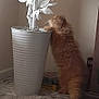 cat, orange_cat, fluffy, indoor, potted_plant, white_pot, curious, standing, carpet, corner, furniture, home, leaves, decor, pet, animal, curiosity, soft_light, cozy, room