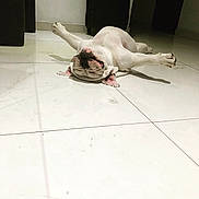 Arya is registered to the contest to win money with this photo: dog, bulldog, lying_down, floor, indoor, pet, relaxed, white, tile_floor, animal, playful, resting, cute, funny_pose, sprawled, paws, canine, companion, domestic_animal, sleeping