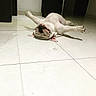 dog, bulldog, lying_down, floor, indoor, pet, relaxed, white, tile_floor, animal, playful, resting, cute, funny_pose, sprawled, paws, canine, companion, domestic_animal, sleeping