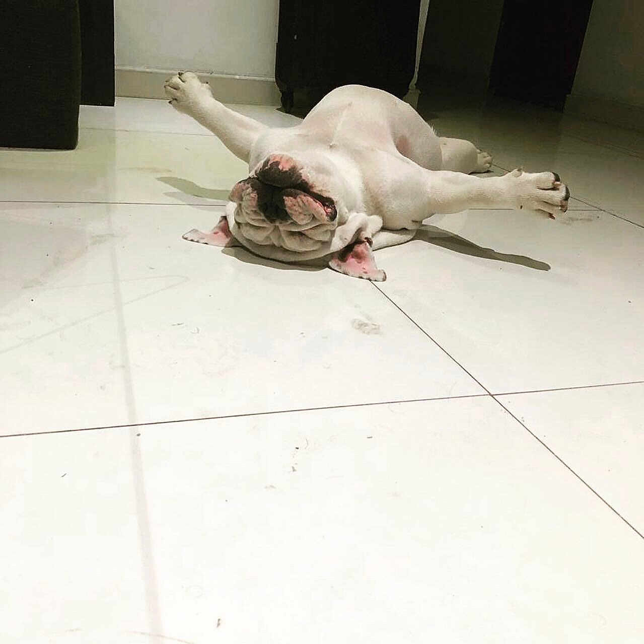 Arya is registered to the contest to win money with this photo: dog, bulldog, lying_down, floor, indoor, pet, relaxed, white, tile_floor, animal, playful, resting, cute, funny_pose, sprawled, paws, canine, companion, domestic_animal, sleeping