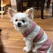 Sophie joined the competition — help win amazing prizes! dog, small_dog, white_dog, indoor, wooden_floor, sweater, pink, white, pet, cute, ears, fur, sitting, floor, cozy, home, animal, canine, furniture, background