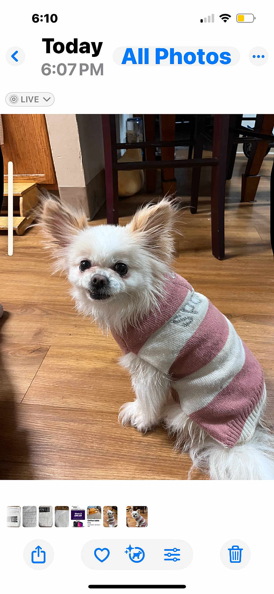 Sophie joined the competition — help win amazing prizes! dog, small_dog, white_dog, indoor, wooden_floor, sweater, pink, white, pet, cute, ears, fur, sitting, floor, cozy, home, animal, canine, furniture, background