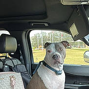 Lokee is registered to the contest to win money with this photo: brown_and_white, calm, car_interior, collar, dashboard, daylight, dog, flags, handbag, leather_seat, outdoor, passenger_seat, pet, seatbelt, side_mirror, sitting, trees, vehicle, water_bottle, window