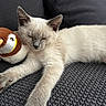 Bounty a rejoint le concours — aidez-le/la à gagner de superbes lots ! cat, sleeping, cream_colored, kitten, pet, animal, plush_toy, penguin, cuddling, lying_down, relaxed, cozy, blanket, couch, indoor, close_up, whiskers, ears, paws, soft_fur