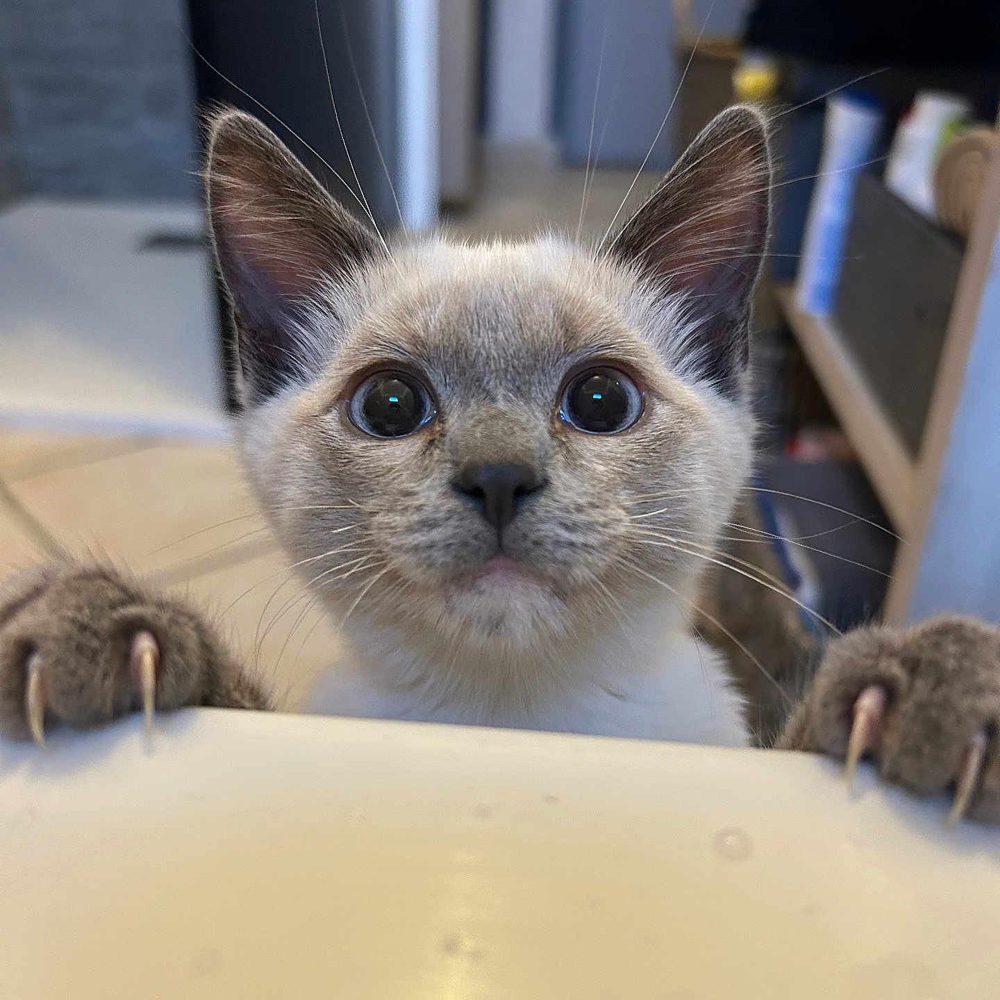 Bounty a rejoint le concours — aidez-le/la à gagner de superbes lots ! cat, kitten, animal, pet, portrait, close_up, blue_eyes, whiskers, ears, claws, paws, fur, gray_fur, cream_fur, staring, indoor, home, furniture, curious, funny