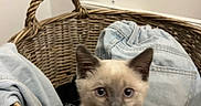 Bounty participe au concours pour gagner de l'argent avec cette photo : cat, kitten, siamese_cat, blue_eyes, wicker_basket, basket, paw, whiskers, feline, pet, animal, indoors, laundry, clothing, denim, fabric, home, portrait, cute, curious