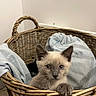 cat, kitten, siamese_cat, blue_eyes, wicker_basket, basket, paw, whiskers, feline, pet, animal, indoors, laundry, clothing, denim, fabric, home, portrait, cute, curious