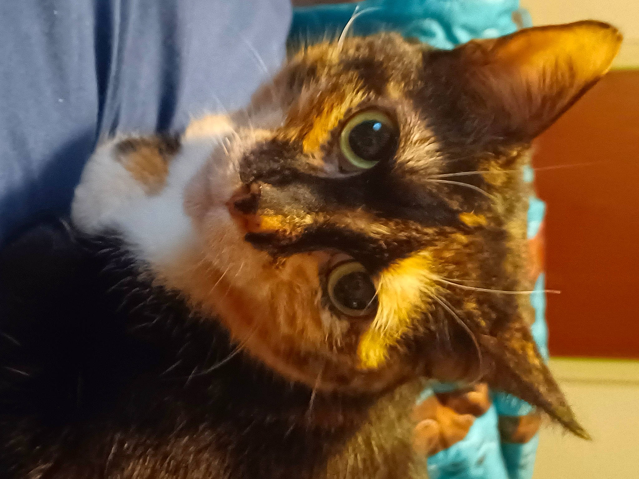 Josie is registered to the contest to win money with this photo: canidae, carnivore, cat, claw, dog_breed, domestic_short_haired_cat, ear, eye, fang, fawn, felidae, fur, macro_photography, paw, small_to_medium_sized_cats, terrestrial_animal, whiskers, wildlife