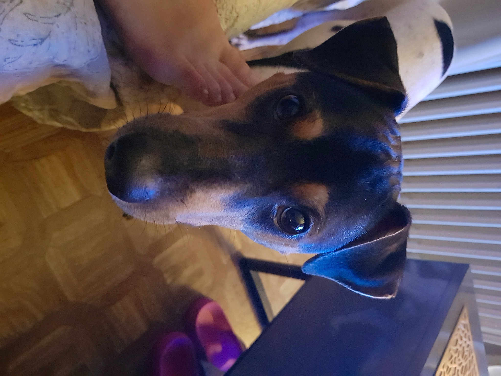 Taco