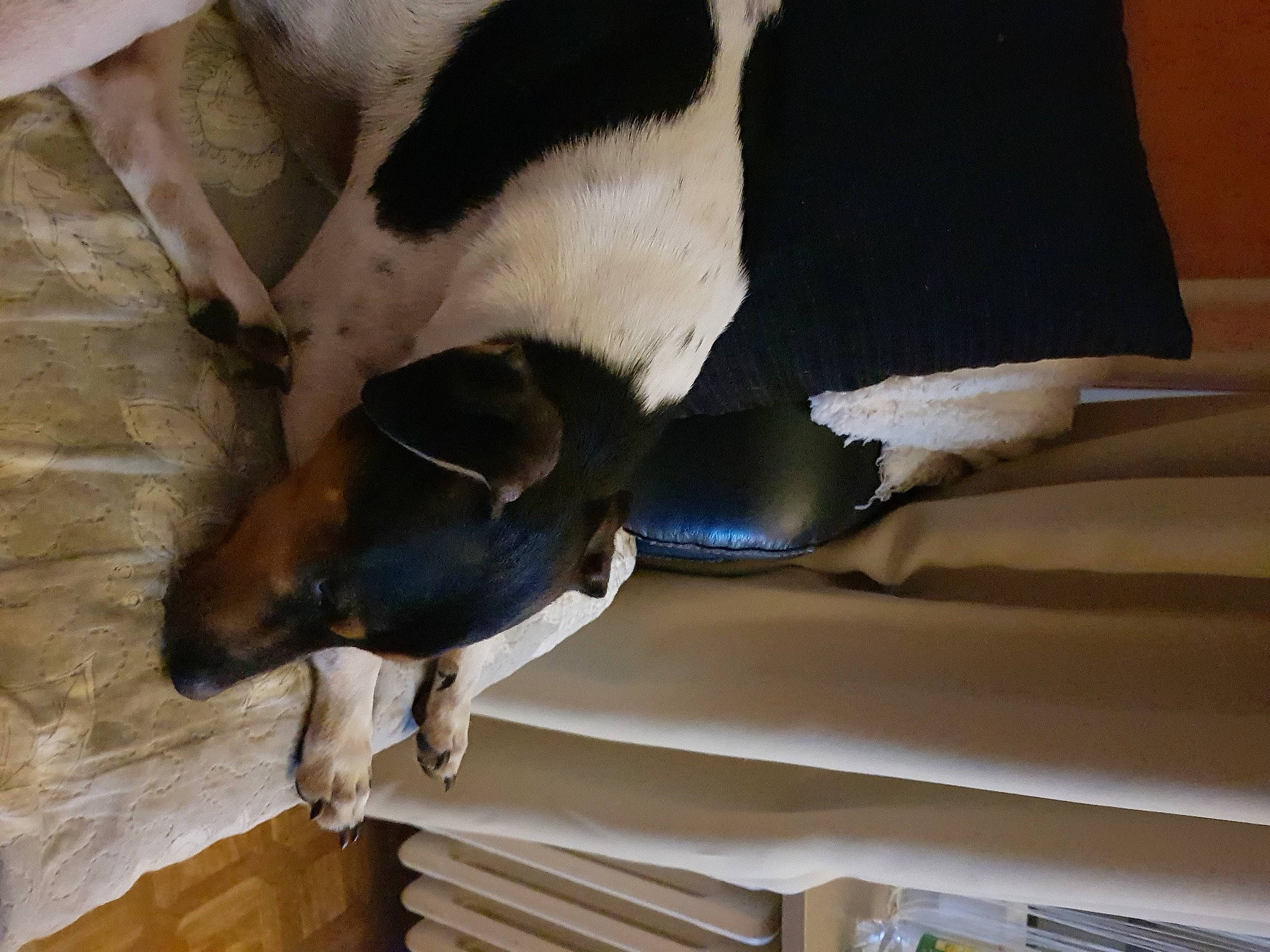 Taco participe au concours pour gagner de l'argent avec cette photo : canidae, carnivore, comfort, companion_dog, dog, dog_breed, fawn, fur, linens, nap, non_sporting_group, paw, pet_supply, sleep, snout, sporting_group, tail, whiskers, wood, working_animal