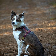 Molly participe au concours pour gagner de l'argent avec cette photo : dog, border_collie, canine, pet, animal, outdoor, forest, nature, pine_needles, harness, brown, white, sitting, alert, fur, ears, tail, portrait, ground, daylight