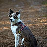 dog, border_collie, canine, pet, animal, outdoor, forest, nature, pine_needles, harness, brown, white, sitting, alert, fur, ears, tail, portrait, ground, daylight