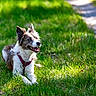 dog, canine, animal, pet, grass, outdoor, sunlight, happy, smiling, fur, ears, muzzle, collar, nature, greenery, daylight, portrait, lying_down, leisure, bright