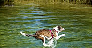 Molly participe au concours pour gagner de l'argent avec cette photo : active, animal, canine, dog, greenery, harness, jumping, nature, outdoor, pet, playful, river, running, side_view, splashing, summer, sunlight, water, water_surface, wet