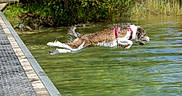 Molly participe au concours pour gagner de l'argent avec cette photo : dog, jumping, water, dock, outdoor, nature, lake, wet, animal, pet, collar, greenery, summer, motion, action, fur, canine, playful, park, daylight